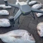 sharkx-with-snapper.jpeg-copy